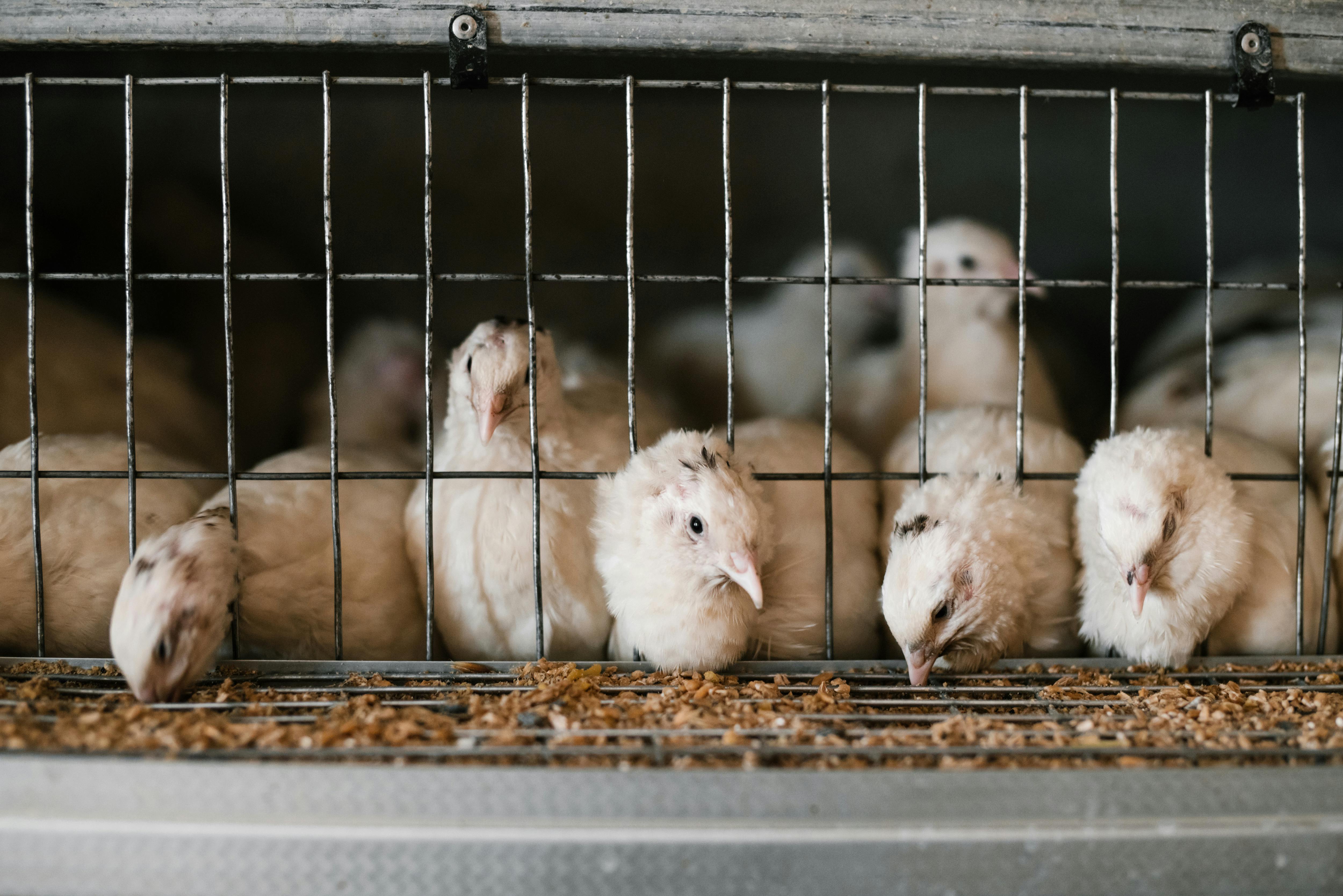 Cute white feathered quails eating from feeding system through cage at poultry farm