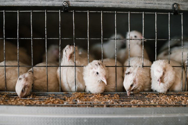 White Quails Feeding In Cage At Farm