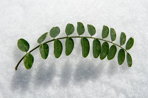 Foto profissional grátis de campo de nieve, hoja, hoja verde