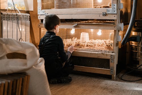 Back view of small boy sitting on floor and watching chicks in wooden brooder with light bulbs in heated barn