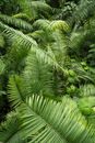Green ferns in tropical forest