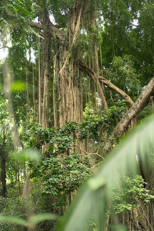 Tall green tropical trees in rainforest