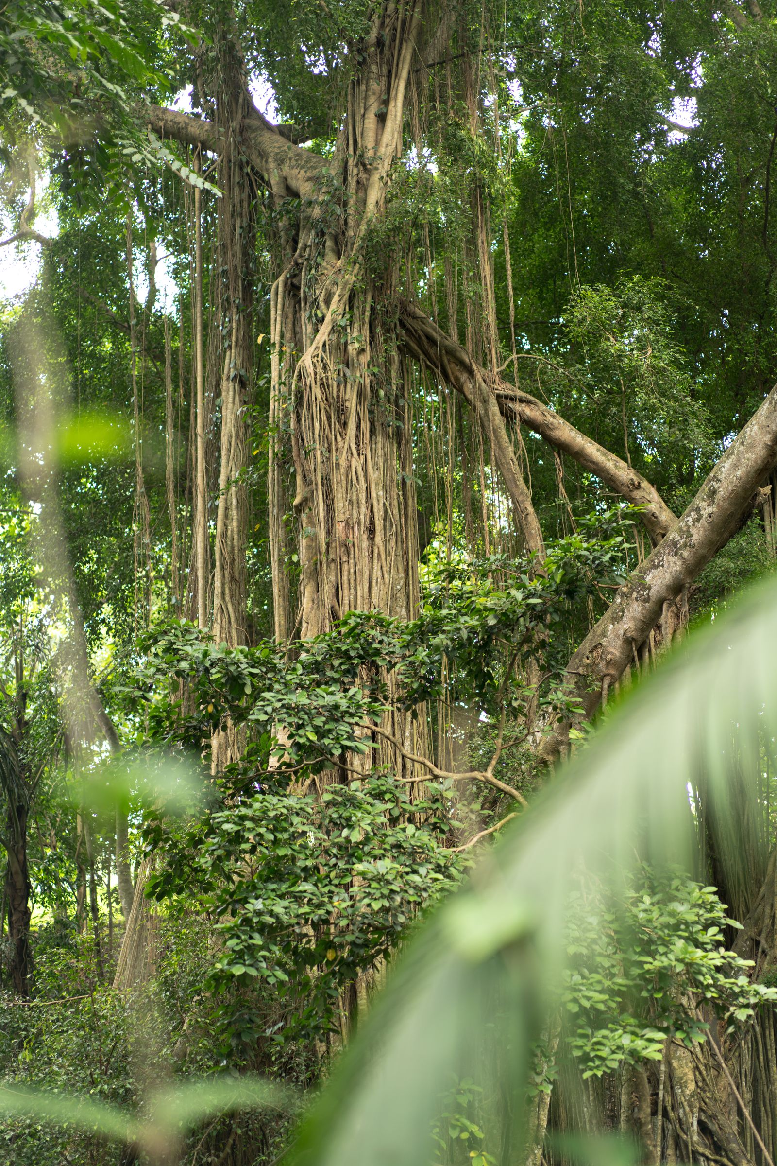 Tall green tropical trees in rainforest looking upward at canopy