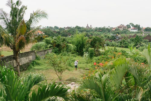 Back view of lonely man sweeping backyard full of palms and exotic vegetation