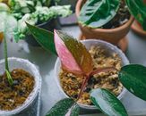 From above of exotic Philodendron Pink Congo houseplant in plastic container with water drops on fresh shiny leaves