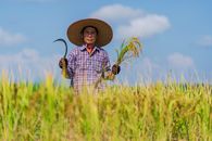 Calm Asian man working in rice field on sunny day