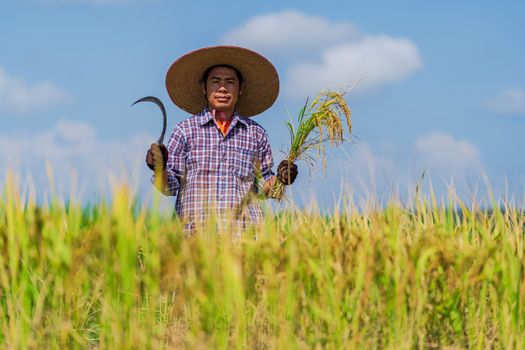 Calm Asian man working in rice field on sunny day