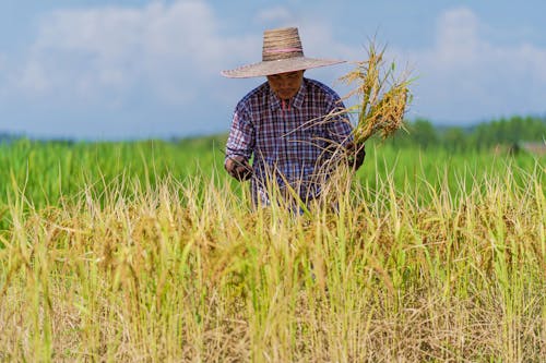 Focused Asian male farmer in straw hat and checkered shirt gathering rice plants during work in agricultural plantation on sunny day