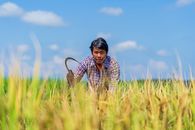 Serious ethnic local worker using sickle during harvest works in field