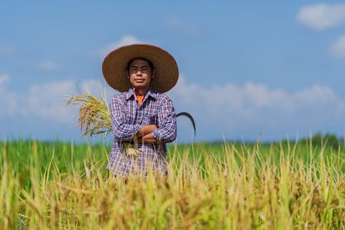 Serious ethnic male farmer in straw hat with crossed arms standing in rice field with bunch of spikelets and agricultural sickle in hands