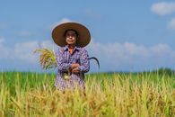 Serious ethnic male farmer in straw hat with crossed arms standing in rice field with bunch of spikelets and agricultural sickle in hands