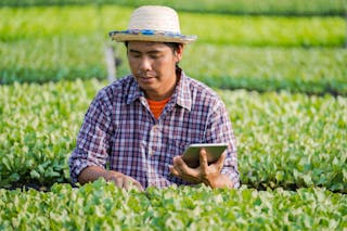 Serious young Asian male farmer in straw hat and checkered shirt monitoring cultivated areas of field with app on tablet