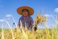 Ethnic male farmer in rye field on sunny day
