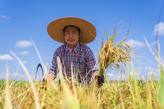 Ethnic male farmer in rye field on sunny day