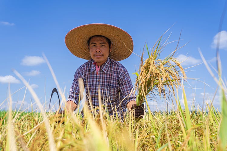 Ethnic Male Farmer In Rye Field On Sunny Day