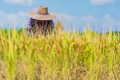 Free Anonymous person caring for rice field in countryside Stock Photo