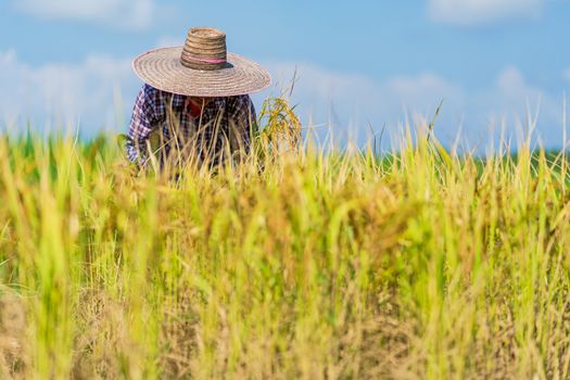 Anonymous person caring for rice field in countryside