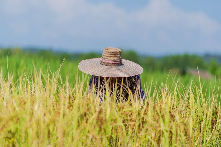 Faceless Farmer Working In Wheat Field Against Blue Sky