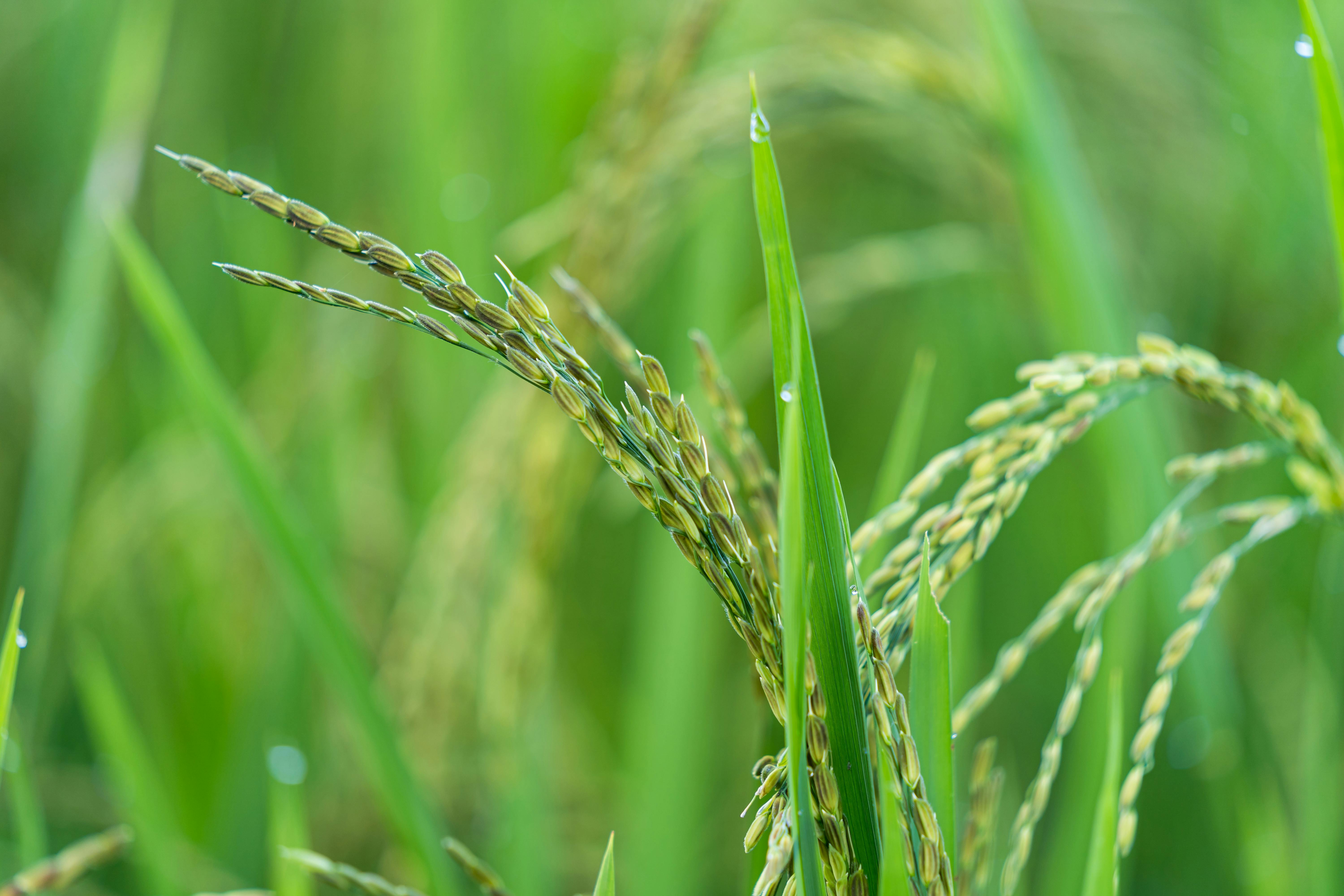Rice plant with fresh morning dew growing in countryside