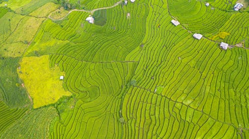 Picturesque aerial view of green paddy terraces and fields located in countryside on sunny day