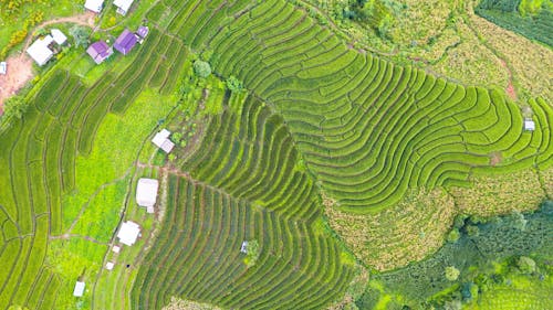 Breathtaking drone view of green terraced rice fields with traditional houses in countryside