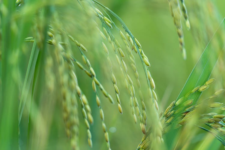 Green Seeds And Grass Of Rice Plant Growing On Field