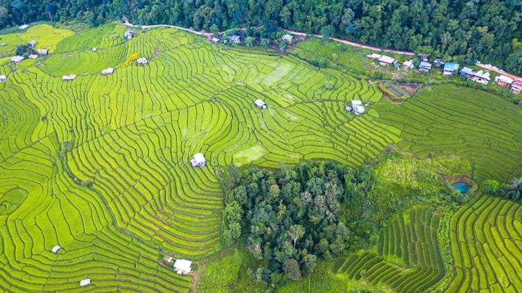 Rice Paddy Surrounded By Lush Green Trees In Countryside