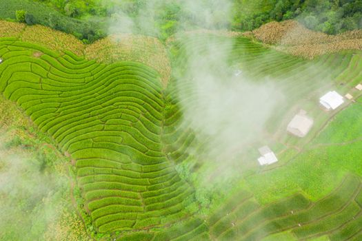Colorful rice plantations in fog in summer