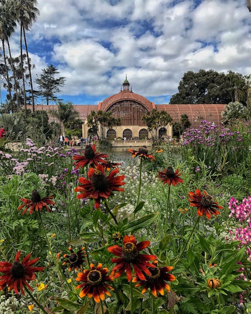 Free stock photo of balboa park, beautiful, beautiful flowers