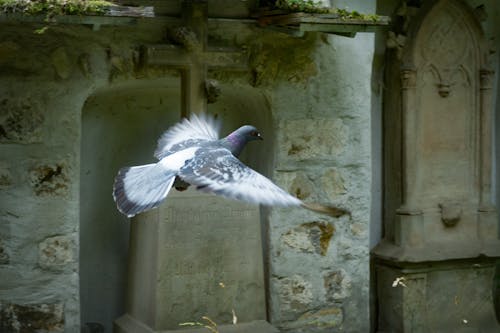 Free Flying White Pigeon Near Burial Vault Stock Photo