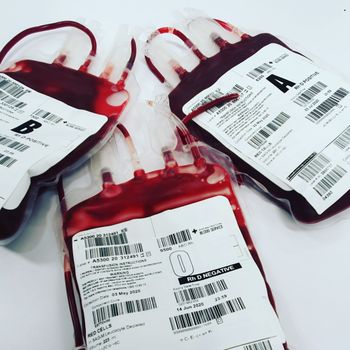 White Blood Cells (Leukocytes)
