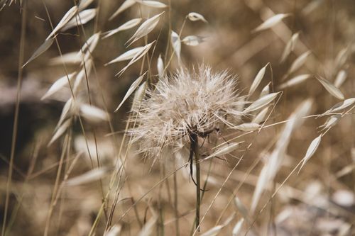 Free Detailed view of a dandelion amidst dry plants in a sunny field. Stock Photo