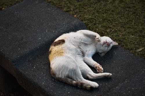 
A Cat Sleeping