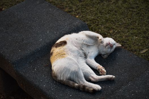 一只猫安静地睡在公园的石凳上