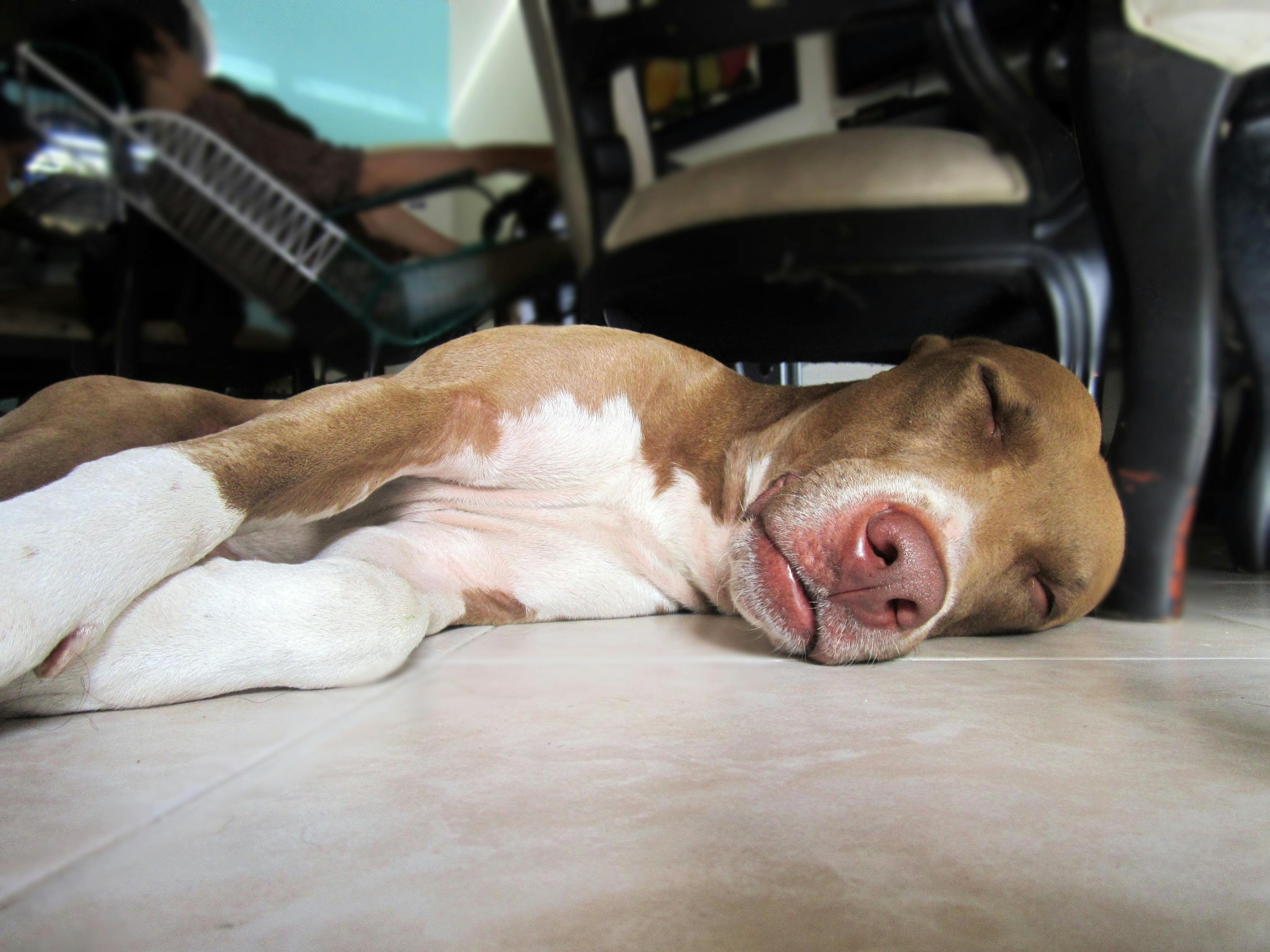 睡狗攻略，如何让你的狗狗拥有一个舒适的睡眠