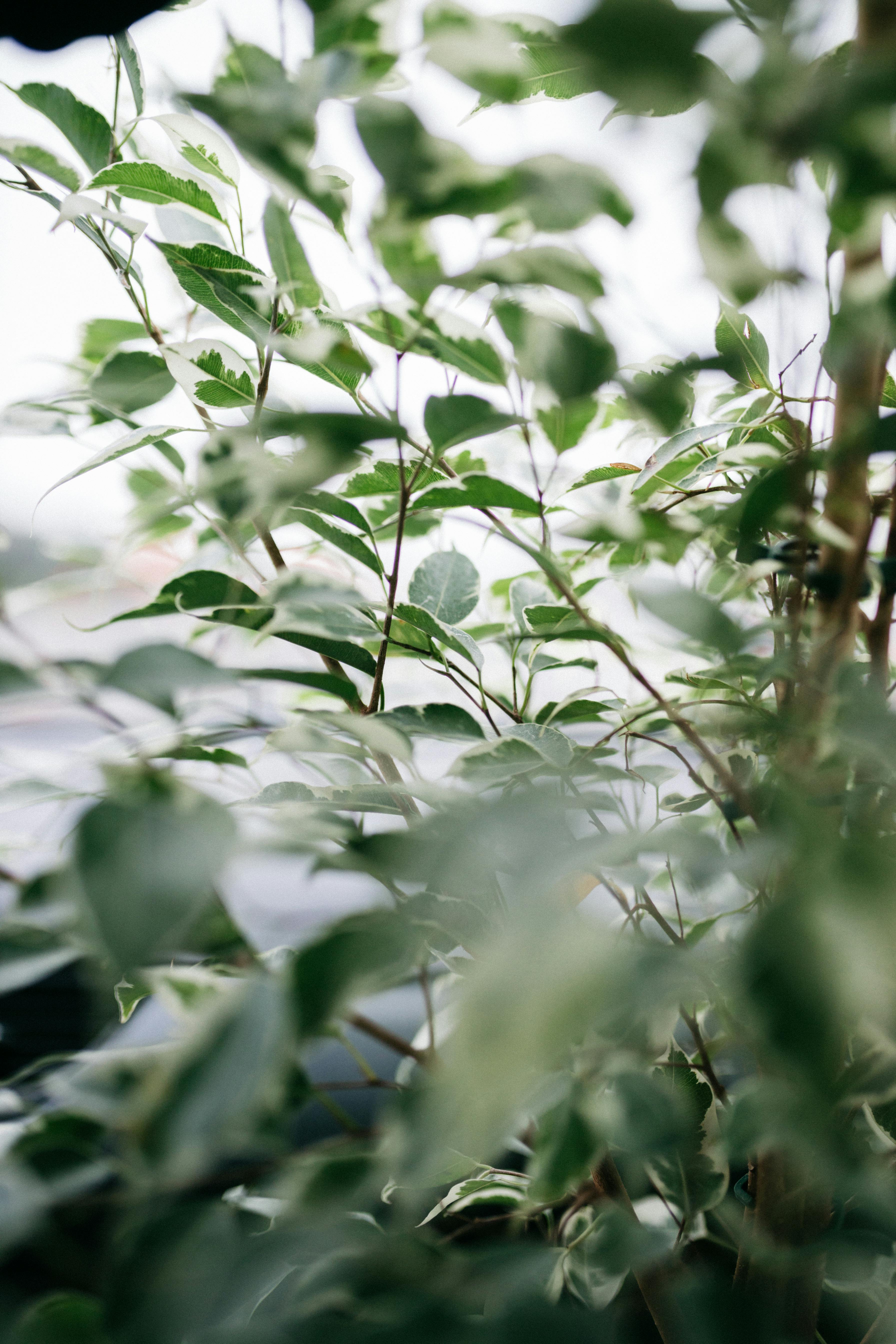 Close-up shot of lush green leaves with soft focus effect, showcasing natural beauty.