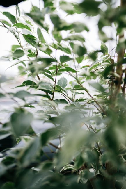 Close-up shot of lush green leaves with soft focus effect, showcasing natural beauty.