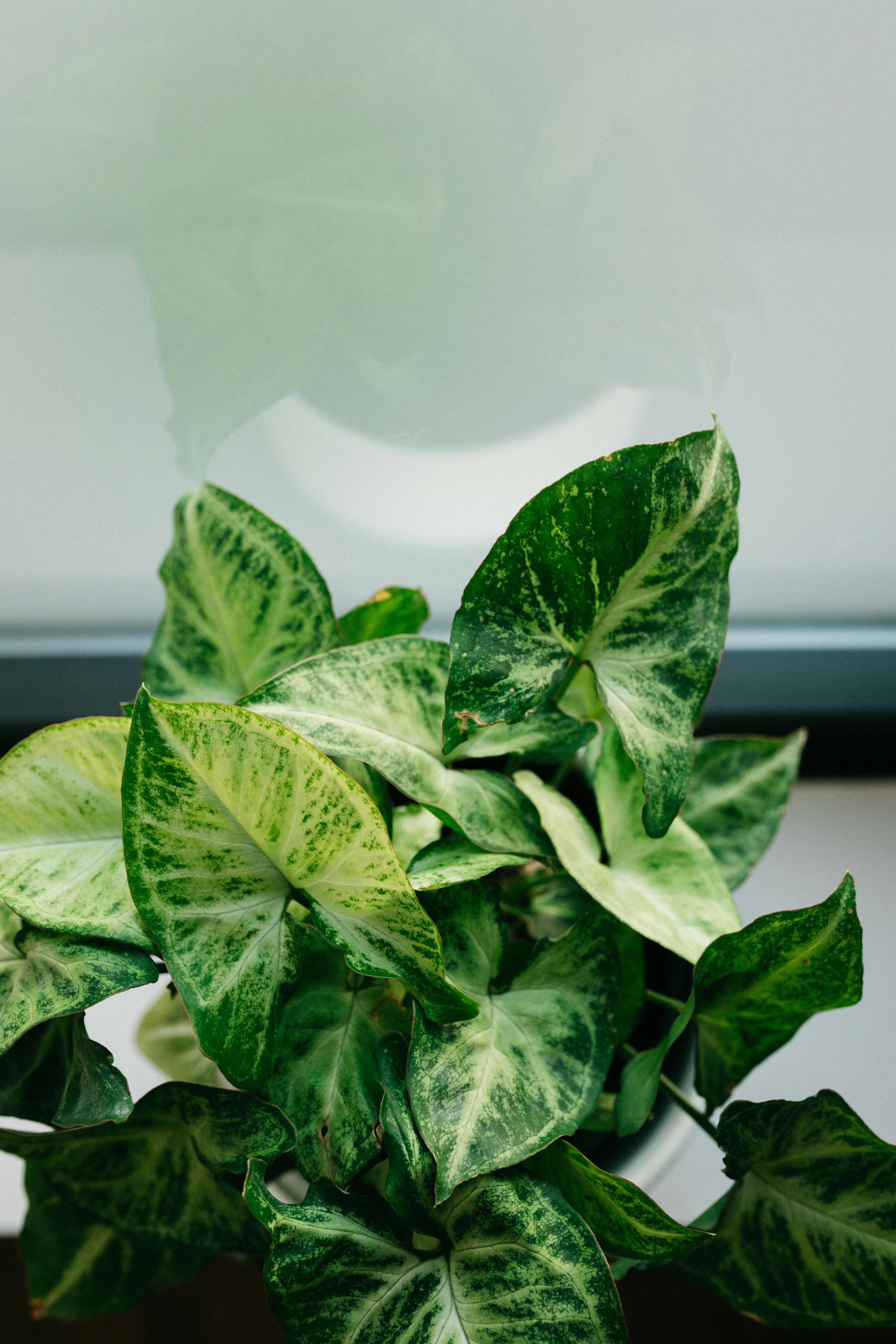 Free stock photo of green, plants