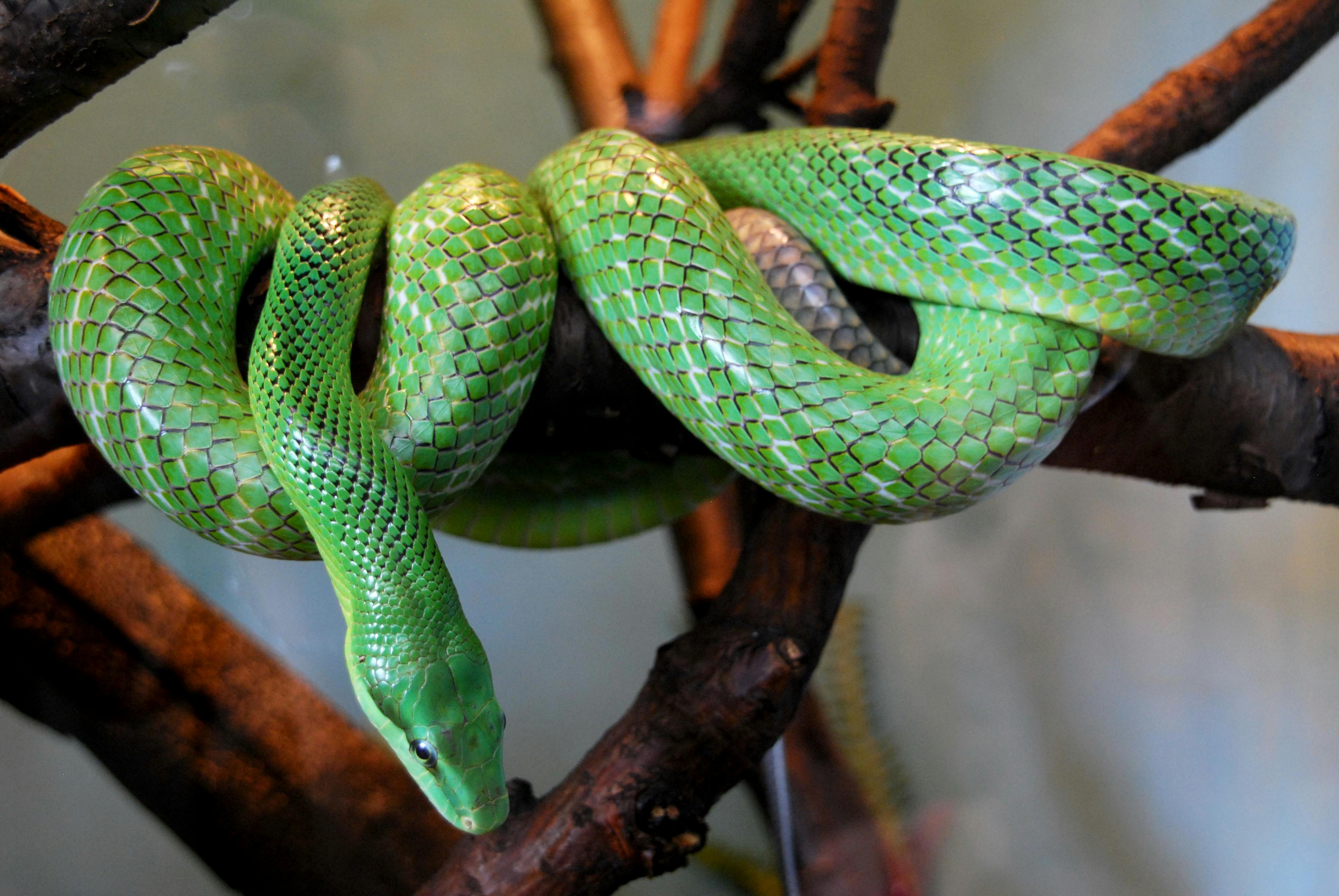 Free stock photo of blijdorp, boa, green
