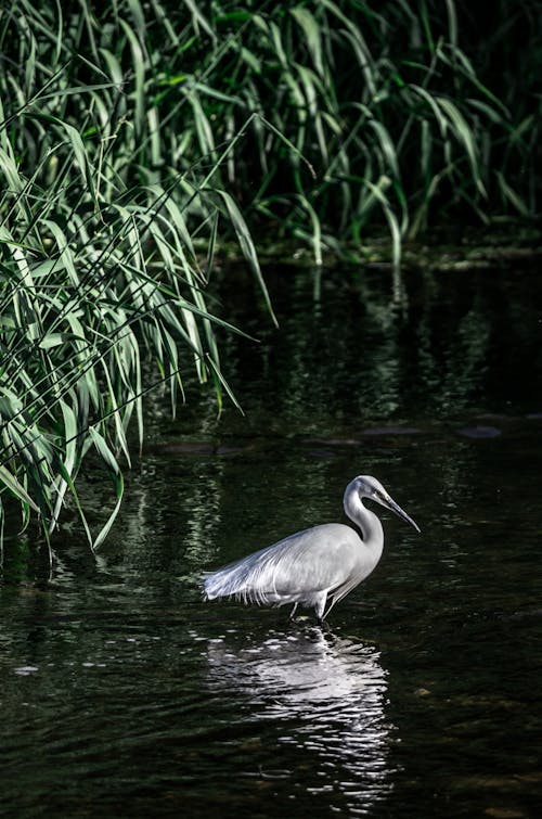 A Little Egret in the Water
