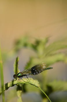 Detailed macro shot of a dragonfly on a leaf with blurred background, showcasing nature's beauty.