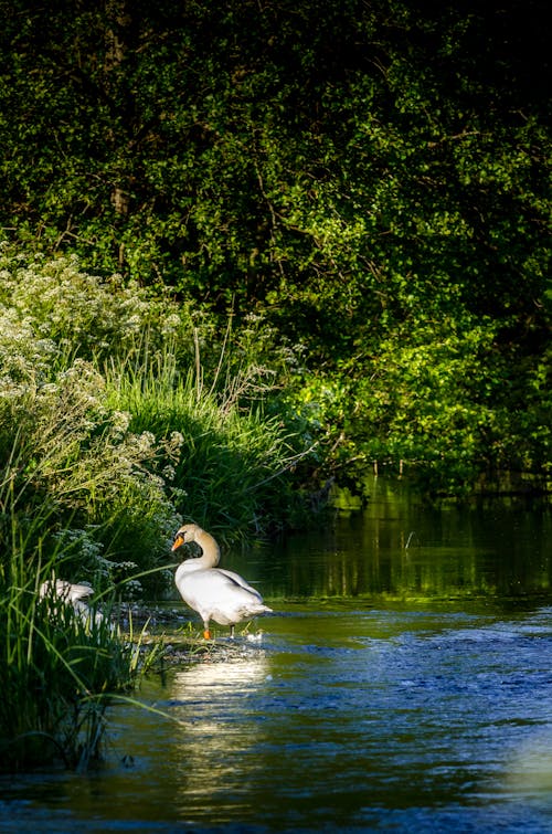 Immagine gratuita di cigno, gesso, margine