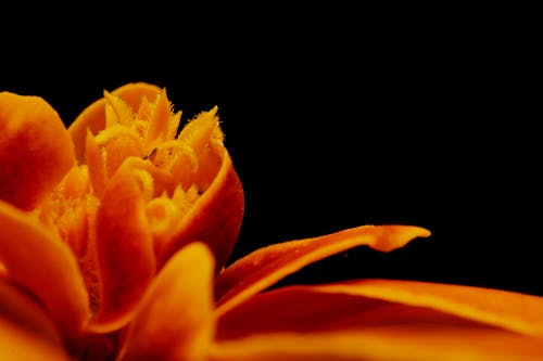 Gratis lagerfoto af appelsin, blomst, blomstrende