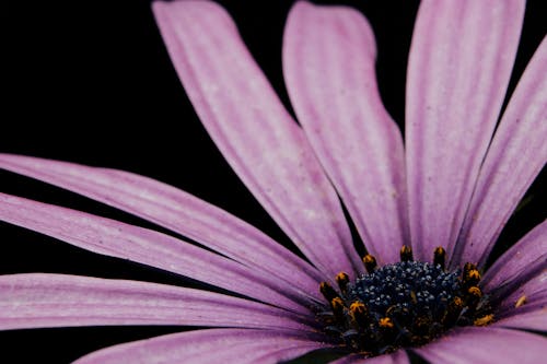 Free Close-Up Shot of Purple Flower Stock Photo