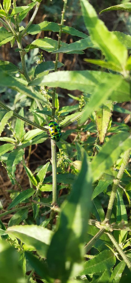 Free stock photo of black and green, green, green insect Stock Photo