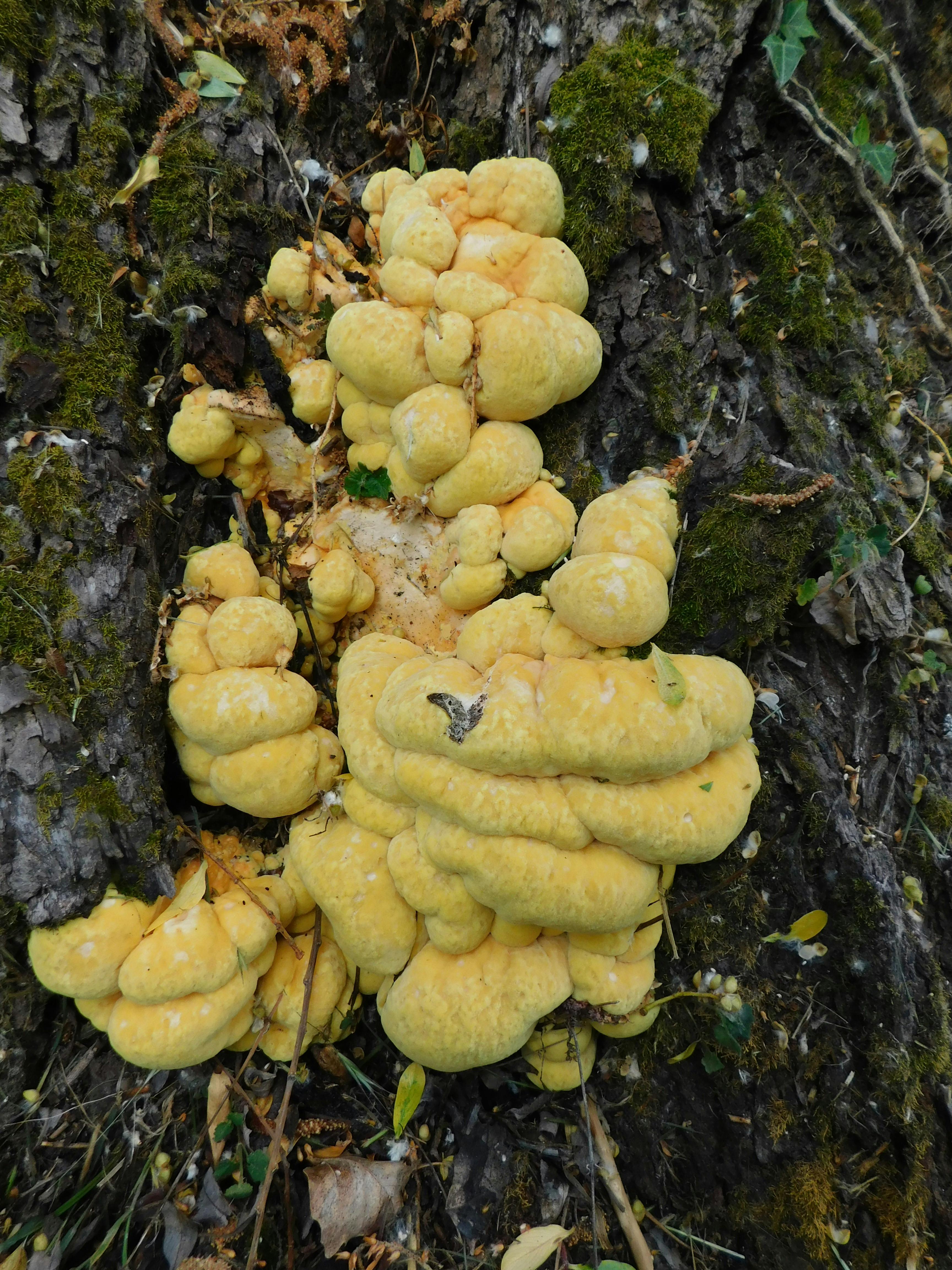 속이 빈 케이크