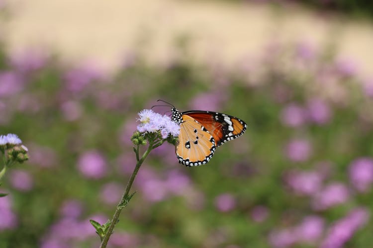 Danaus Chrysippus On Flower In Park