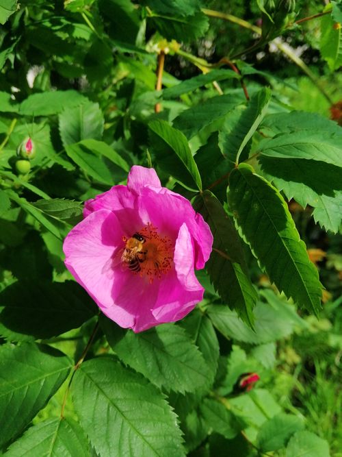 Free stock photo of 2020, bee, retro Stock Photo