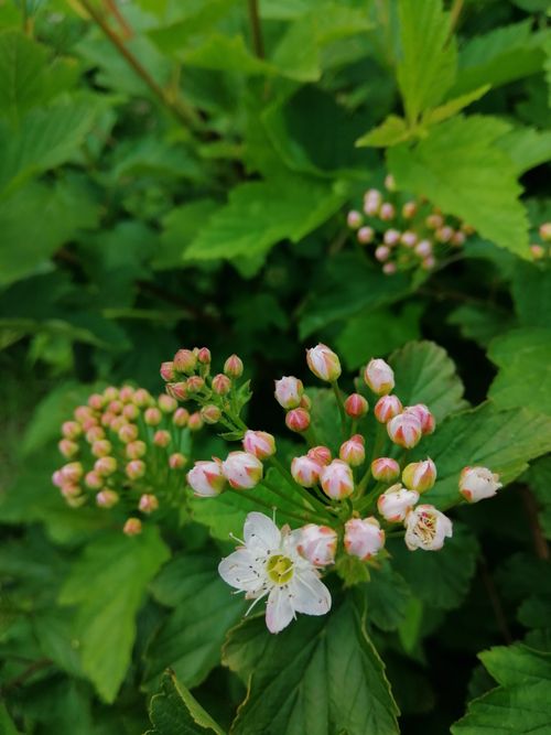Free stock photo of 2020, flowers, summer Stock Photo