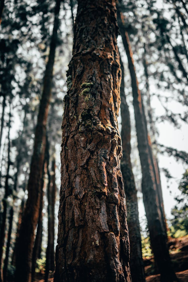 Corrugated Bark Of Conifer Tree Trunk 